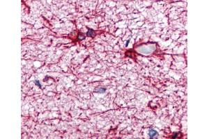 Immunohistochemistry staining of human brain cortex (paraffin sections) using anti-GFAP (GA-5). (GFAP 抗体)