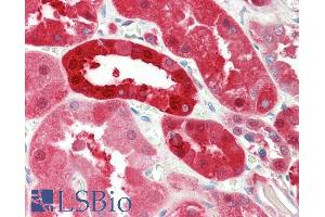 ABIN1590092 (5µg/ml) staining of paraffin embedded Human Kidney. (PNP 抗体  (AA 142-153))