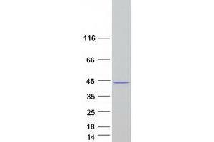 Western Blotting (WB) image for Calcium Binding Protein 39 (CAB39) (Transcript Variant 3) protein (Myc-DYKDDDDK Tag) (ABIN2712997)