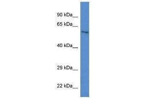 Western Blot showing Zkscan1 antibody used at a concentration of 1. (ZKSCAN1 抗体  (C-Term))
