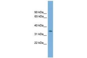 Image no. 1 for anti-NK3 Homeobox 2 (NKX3-2) (AA 151-200) antibody (ABIN6744516) (NKX3-2 抗体  (AA 151-200))