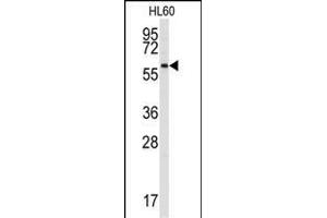Western blot analysis of anti-SRMS Antibody (N-term) (ABIN392108 and ABIN2841860) in HL60 cell line lysates (35 μg/lane).