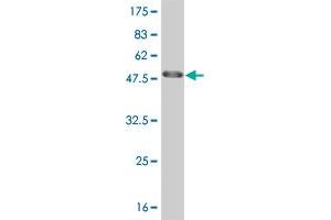 Western Blot detection against Immunogen (47. (HMGB2 抗体  (AA 1-195))