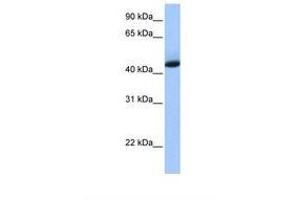 Image no. 1 for anti-KH Domain Containing, RNA Binding, Signal Transduction Associated 1 (KHDRBS1) (AA 104-153) antibody (ABIN6737943)
