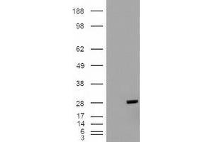 Western Blotting (WB) image for anti-BCL2-Like 1 (BCL2L1) (AA 1-212) antibody (ABIN1490610) (BCL2L1 抗体  (AA 1-212))