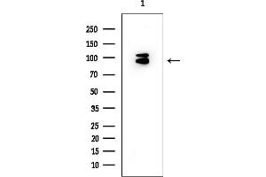 anti-Pre-B-Cell Leukemia Homeobox Interacting Protein 1 (PBXIP1) (C-Term) antibody