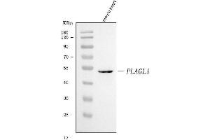 Western blot analysis of ZAC/Plagl1 using anti-ZAC/Plagl1 antibody (ABIN7599464).