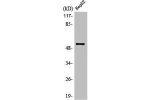 Western Blot analysis of HepG2 cells using LIR-7 Polyclonal Antibody