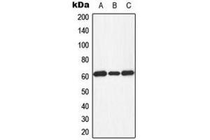 Western blot analysis of PKR (pT451) expression in HeLa PMA-treated (A), Raw264.