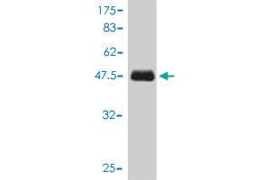 Western Blotting (WB) image for anti-Scavenger Receptor Cysteine Rich Domain Containing, Group B (4 Domains) (SRCRB4D) (AA 1-190) antibody (ABIN566820)