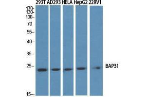 Western Blot (WB) analysis of specific cells using BAP31 Polyclonal Antibody. (BCAP31 抗体  (Internal Region))