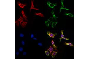 ABIN6261451 and ABIN6266860 staining Hela by IF/ICC. (Ephrin A5 抗体  (Internal Region))