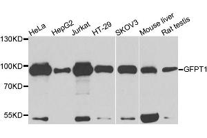 Western blot analysis of extracts of various cell lines, using GFPT1 antibody (ABIN5972065) at 1/1000 dilution. (GFPT1 抗体)