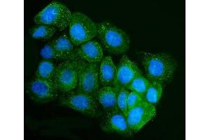 IF analysis of IRBIT/AHCYL1 using anti-IRBIT/AHCYL1 antibody (ABIN7600030). (AHCYL1 抗体  (AA 14-57))