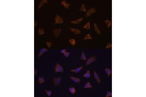 Immunofluorescence analysis of L929 cells using ENAH antibody (ABIN7266936) at dilution of 1:100. (ENAH 抗体  (AA 412-591))