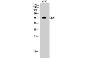 Western Blot analysis of K562 cells using GLUT-1 Polyclonal Antibody at dilution of 1:500. (GLUT1 抗体)