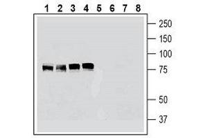 Western blot analysis of human K562 erythroleukemia cell line lysate (lanes 1 and 5), human HeLa cervical adenocarcinoma cell line lysate (lanes 2 and 6), human  glioblastoma cell line lysate (lanes 3 and 7) and human  breast adenocarcinoma cell line lysate (lanes 4 and 8):1-4. (Cortactin (CTTN) Peptide)