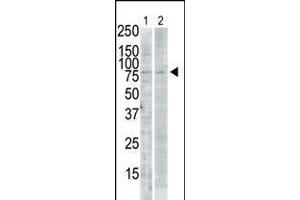 Antibody is used in Western blot to detect SNK in PMA-treated Pam212 cell lysate (lane 1) and rat testis tissue lysate (lane 2). (PLK2 抗体  (C-Term))