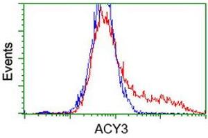 HEK293T cells transfected with either RC202287 overexpress plasmid (Red) or empty vector control plasmid (Blue) were immunostained by anti-ACY3 antibody (ABIN2454130), and then analyzed by flow cytometry. (Aminoacylase 3 抗体)