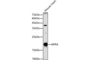 Western blot analysis of extracts of Mouse heart, using NPPA antibody (ABIN7268829) at 1:1000 dilution. (NPPA 抗体  (AA 26-151))