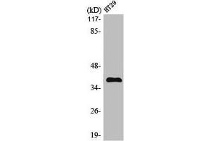 Western Blot analysis of HT29 cells using MEF-2B Polyclonal Antibody (MEF2B 抗体  (Internal Region))