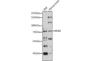 Western blot analysis of extracts of various cell lines, using RLIM antibody (ABIN7270076) at 1:1000 dilution. (RLIM 抗体  (AA 535-624))