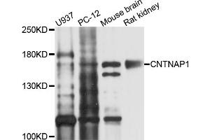Western blot analysis of extracts of various cell lines, using CNTNAP1 antibody (ABIN4903331) at 1:1000 dilution. (CNTNAP1 抗体)