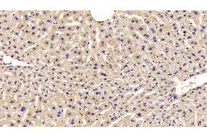 Detection of FETUB in Mouse Liver Tissue using Polyclonal Antibody to Fetuin B (FETUB) (FETUB 抗体  (AA 179-295))