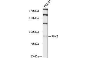 Western blot analysis of extracts of DU145 cells, using RFX2 antibody (ABIN7269903) at 1:1000 dilution. (RFX2 抗体  (AA 295-450))