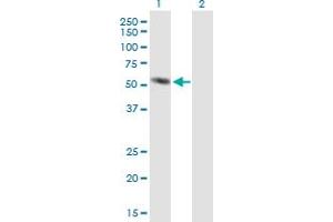 Western Blot analysis of AMY2A expression in transfected 293T cell line by AMY2A MaxPab polyclonal antibody. (AMY2A 抗体  (AA 1-511))