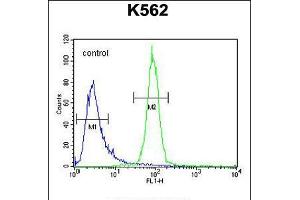 Flow cytometric analysis of K562 cells (right histogram) compared to a negative control cell (left histogram). (OR52A1 抗体  (C-Term))