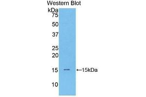 Western Blotting (WB) image for anti-Brain Natriuretic Peptide (BNP) (AA 77-121) antibody (ABIN3208445) (BNP 抗体  (AA 77-121))