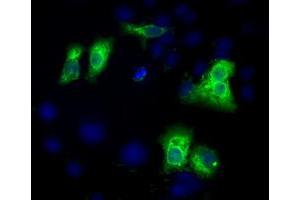Anti-C17orf28 mouse monoclonal antibody (ABIN2452865) immunofluorescent staining of COS7 cells transiently transfected by pCMV6-ENTRY C17orf28 (RC206740). (HID1/DMC1 抗体)