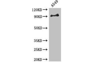 Western Blot Positive WB detected in: A549 whole cell lysate All lanes: FGFR1 antibody at 3. (FGFR1 抗体  (AA 22-96))