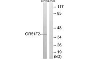 Western Blotting (WB) image for anti-Olfactory Receptor, Family 51, Subfamily F, Member 2 (OR51F2) (AA 292-341) antibody (ABIN1536040)