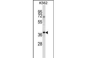 NCK1 Antibody (N-term) (ABIN657648 and ABIN2846643) western blot analysis in K562 cell line lysates (35 μg/lane). (NCK1 抗体  (N-Term))