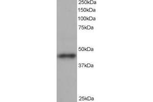 Western Blotting (WB) image for anti-Angiopoietin-Like 1 (ANGPTL1) (C-Term) antibody (ABIN2465435) (ANGPTL1 抗体  (C-Term))