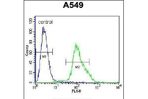 Flow cytometric analysis of A549 cells (right histogram) compared to a negative control cell (left histogram). (FOXN1 抗体  (AA 350-378))