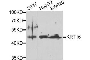 Western blot analysis of extracts of various cell lines, using KRT16 antibody. (KRT16 抗体)