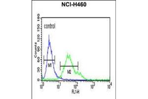 Flow cytometric analysis of NCI-H460 cells (right histogram) compared to a negative control cell (left histogram). (FCGR1A 抗体  (AA 217-245))