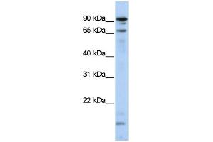MSL2L1 antibody used at 1 ug/ml to detect target protein.