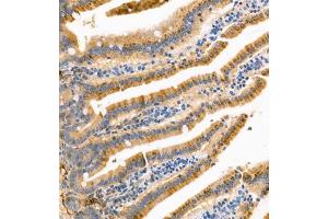 Immunohistochemistry of paraffin embedded mouse small intestine using APOA4 (ABIN7073084) at dilution of 1:1200 (300x lens) (APOA4 抗体)