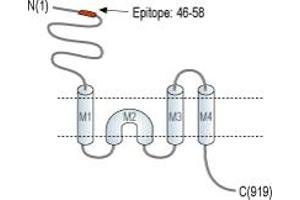 Representative domain view of the target of ABIN7885051.