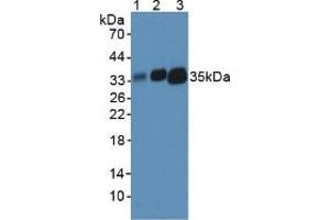 Figure. (HLA-DRA 抗体  (AA 26-221))