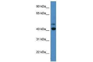 OPN1SW antibody used at 0. (OPN1SW 抗体  (C-Term))