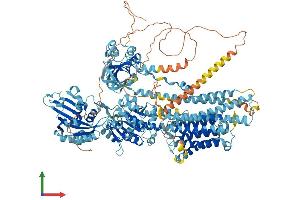 AlphaFold protein structure predicition of Mouse Recombinant Atp2b4 Protein, UniprotID Q6Q477 (ATP2B4 Protein (AA 1-1205) (His tag))
