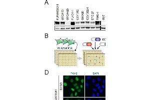 Immunofluorescence (Cultured Cells) (IF (cc)) image for anti-Paired Box 8 (PAX8) antibody (ABIN2855097)