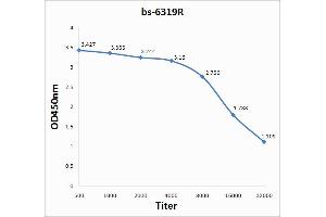 Lane 1: mouse brain lysates Lane 2: mouse intestine lysates probed with Anti IL-1 BETA/IL-1B Polyclonal Antibody, Unconjugated (ABIN872644) at 1:200 in 4 °C. (IL-1 beta 抗体  (AA 161-269))