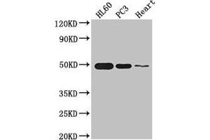 Western Blot Positive WB detected in: HL60 whole cell lysate, PC-3 whole cell lysate, Mouse heart tissue All lanes: ZNF2 antibody at 2. (ZNF2 抗体  (AA 134-289))