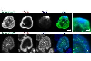 Dynamin2 eGFP colocalizes with and regulates the activity of different signaling molecules at the basal plasma membrane. (Integrin beta 2 抗体  (AA 701-770))